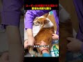 コーギーは手術された恨みで、医者を何度も襲う！