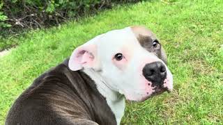 Meet Nova a Terrier, American Pit Bull currently available for adoption! 5/13/2024 7:07:01 PM