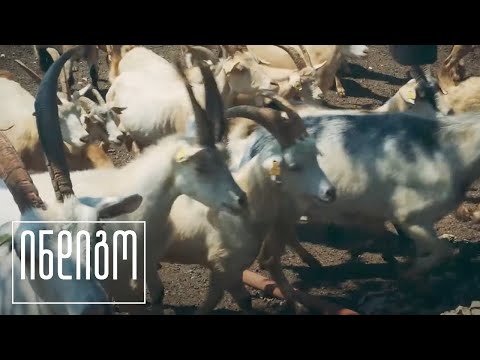 ბედნიერი თხები | რა სჭირდებათ თხებს ბედნიერებისთვის