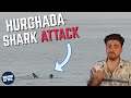 Hurghada shark attack shark scientist opinion