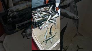 Commercial Mackerel Fisherman Day in the Life (HUNDREDS of Fish!)