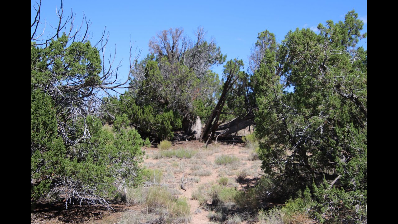 10 Acres With Heavy Mature Trees & Views Apache County AZ
