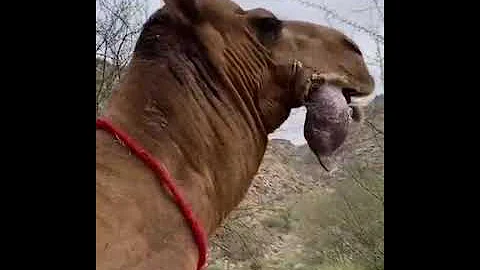 Самец верблюда привлекает внимание самок тем, что выплевывает свой желудок.