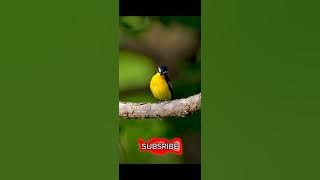 suara pikat sikatan mugimaki di alam,, gacor ...