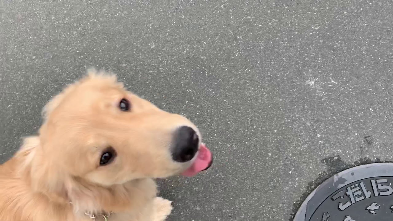 ゴールデン巨大子犬7ヶ月のお散歩トレーニング YouTube
