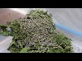 Silkworm eating mullberry leaves