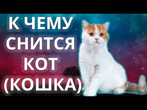 К чему снится кошка (кот)? Во сне приснилась кошка или кот 😴 Сонник 😴 Толкование снов 😴 #Shorts