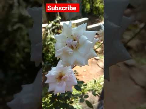 Flower Garden| Flower Plants| Rose Flower Garden | Beautiful Flowers| Tiktok 2022 #shorts