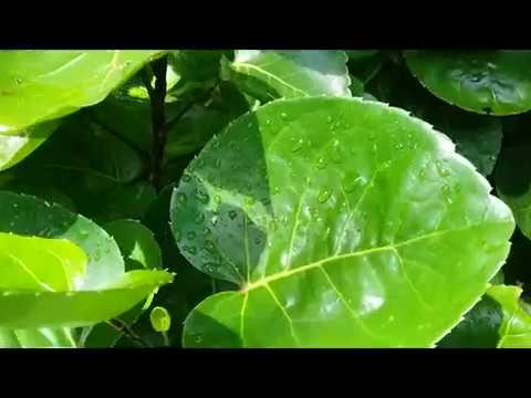 Video: Fatsia-kasvin tiedot - Japanin araliakasvin kasvattaminen ja hoito