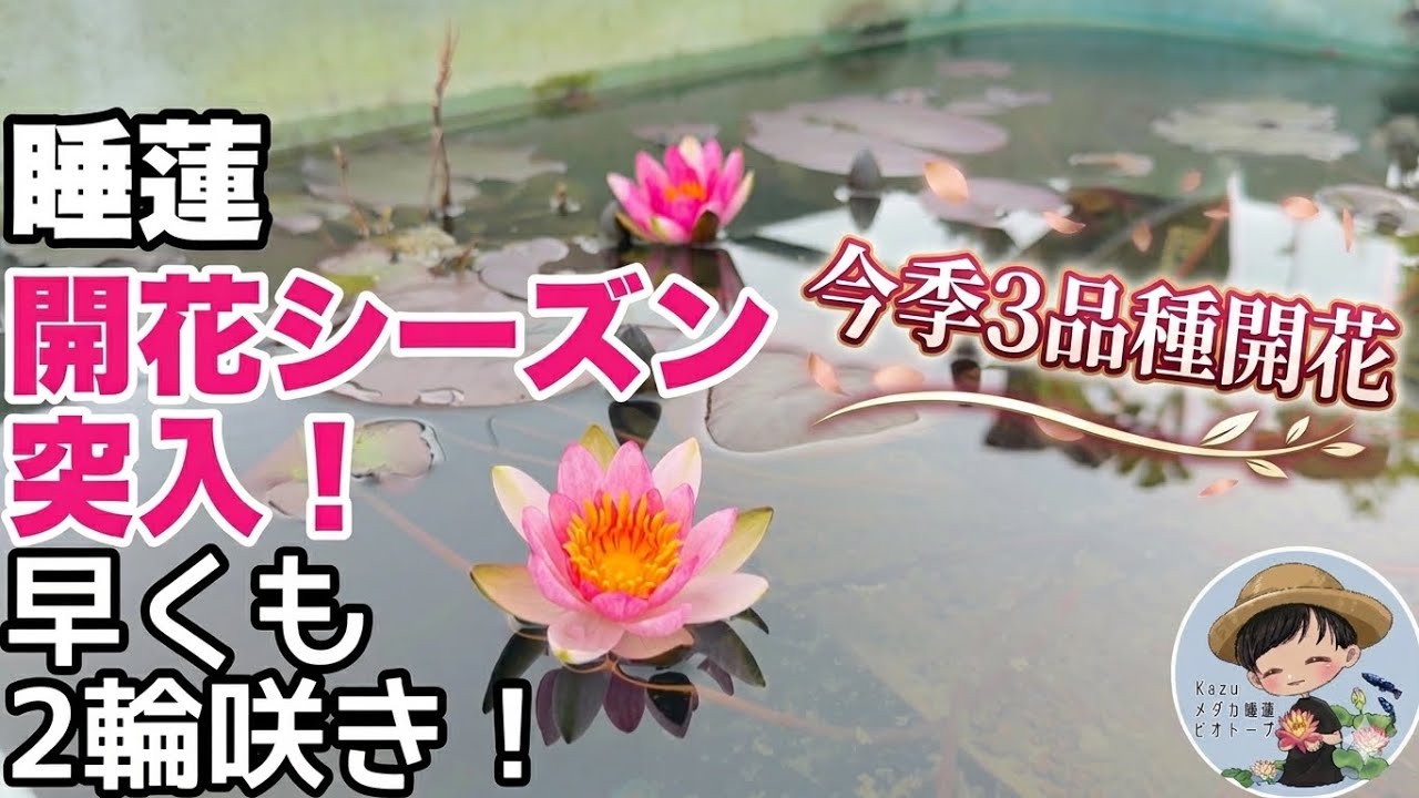 睡蓮を最速で咲かせる「秘密」!早く花が見たい人必見!メダカ睡蓮 睡蓮を最速で咲かせる「秘密」!早く花が見たい人必見!メダカ睡蓮