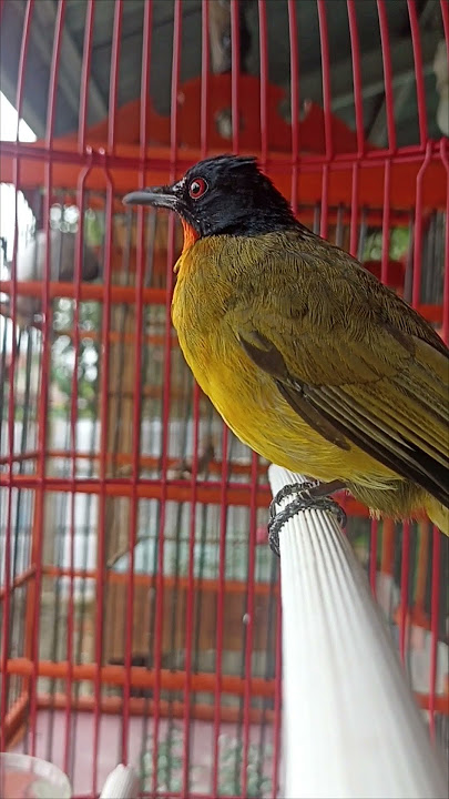 suaranya mulai nyaring #kicaumania