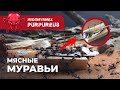 МУРАВЬИ СЪЕЛИ РЫБУ! | Meat ants | Iridomyrmex purpureus