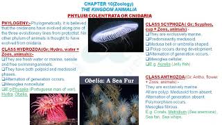 XI A BIO Cnideria,phylogeny,characters of platyhelminthes 08 12 2020 screenshot 2