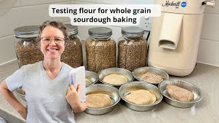 Testing hydration of freshly milled flours before baking sourdough (simple but effective)