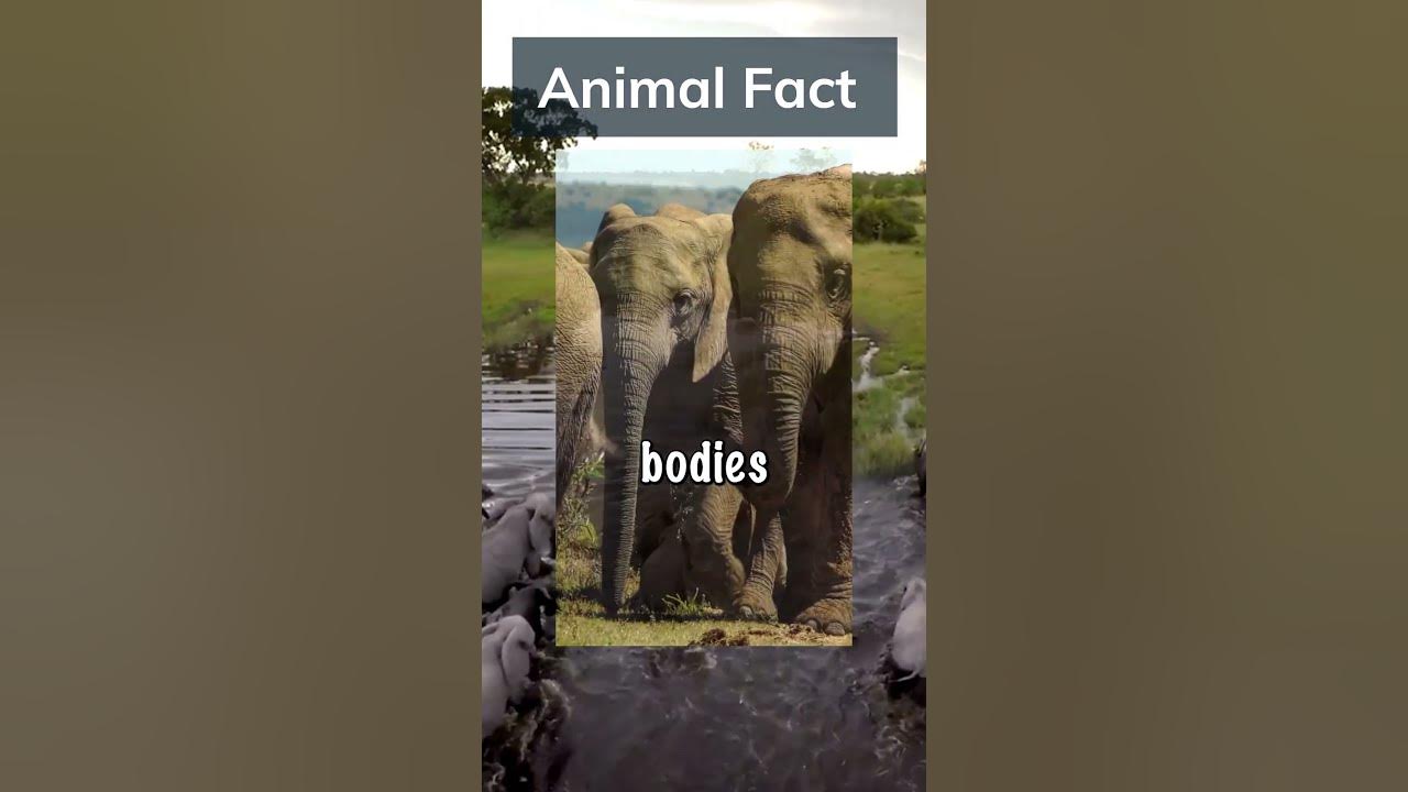 When Giants Grieve The Poignant Mourning Behaviors of Elephants 