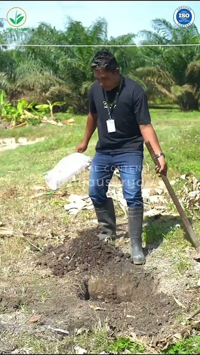 It only takes 3 ingredients, here's how to plant bananas easily! #Shorts
