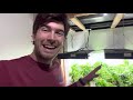 Super Simple Indoor Garden Setup Walkthrough Anyone Can Do! Mp3 Song