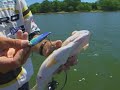 Largemouth Bass Fishing with Kevin VanDam on Kentucky Lake