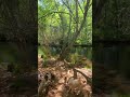 Guided Meditation: Walking in Gratitude with SpiritQuest & Dogs 🐕