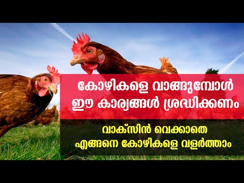 Видео: Хотын оршин суугчид Hanker For Hens