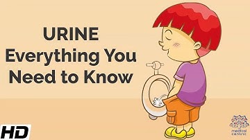 Urine : Everything You Need To Know