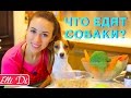 10 ПОЛЕЗНЫХ ПРОДУКТОВ ДЛЯ СОБАК | НАТУРАЛКА - ЧЕМ КОРМИТЬ СОБАКУ | Elli Di Pets