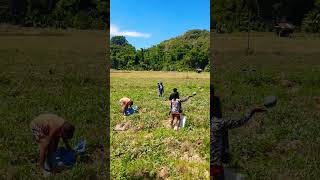 #farm #fruits / Harvest Time /Sweet  Gold Watermelon