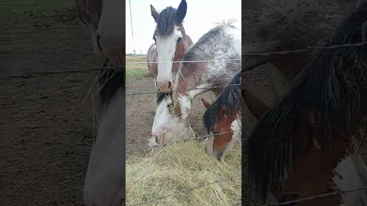 Have You Seen How Big These Horses Are
