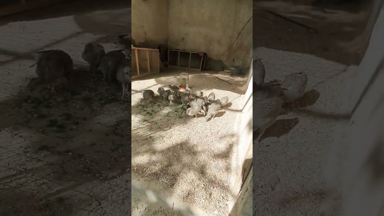 preview_player