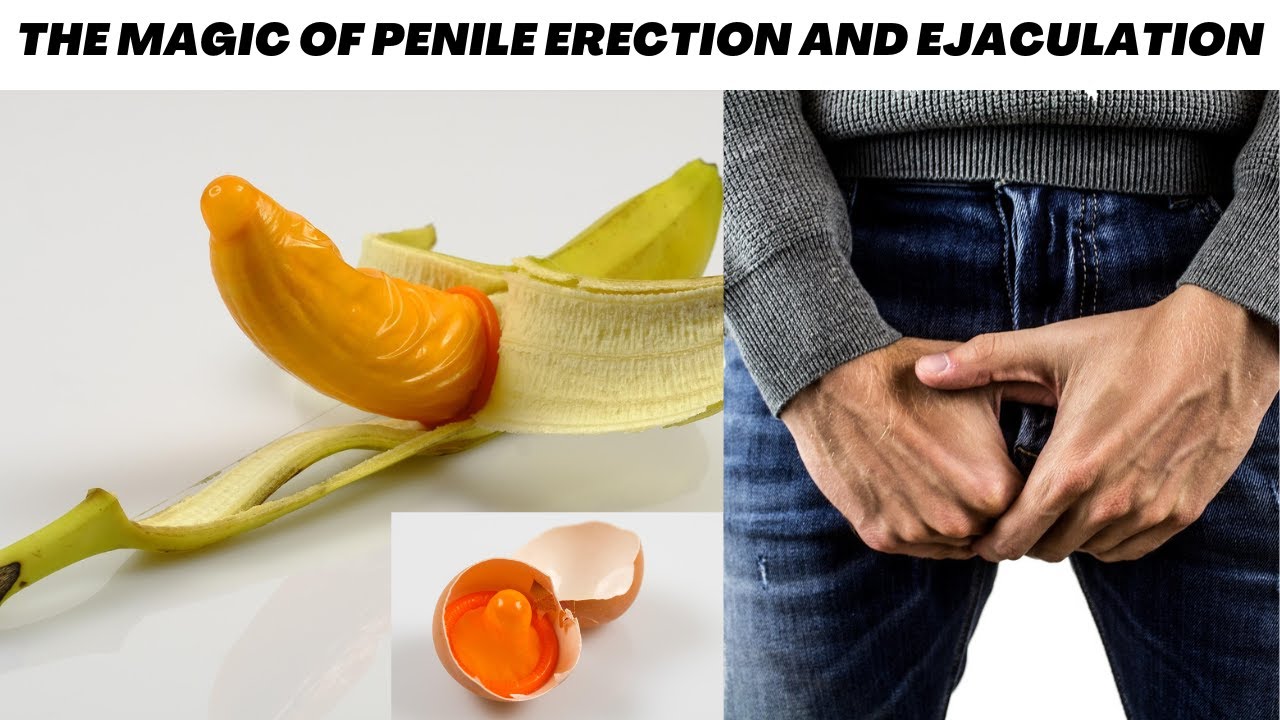 Penile Erection and Ejaculation - (What Makes the Penis Suddenly Grow Big and Flaccid)