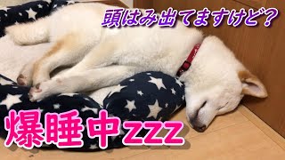 【柴犬】愛犬にイタズラしてみました😆　イタズラチャレンジ👍