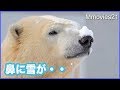 鼻にのった雪をどう落とす？ ホッキョクグマ リラの仕草に注目 Polar Bears Life