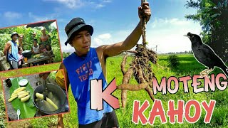 PANGUNGUHA NG KAMOTENG KAHOY SA BUKID WITH IBONG MARTINES | Life in the Province