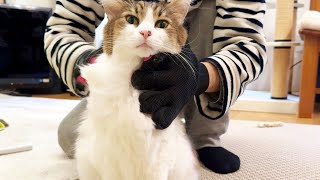 Healing time by brushing a cat! I brushed a fluffy cat and it felt too good to be ecstatic.