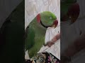 ANGRY BUT FRIENDLY 💚🦜