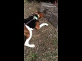 Treeing Walker baying on a caged squirel