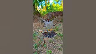 Bulbul ki Awaz And sound #bulbul #birds #sound #shorts #viralvideo