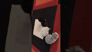 Day 17. Kittens A,B & C. 04.18.2024. by Tomsel Travels 11 views 1 month ago 1 minute, 2 seconds