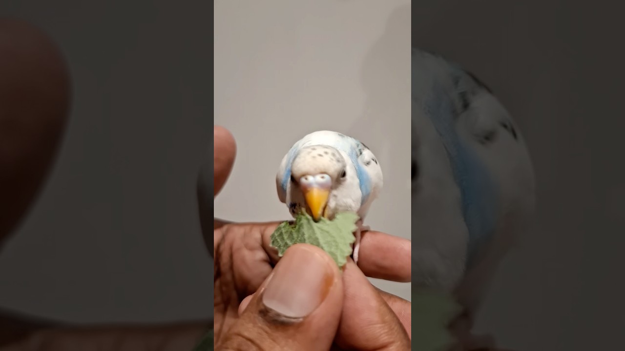 Dinner time 😃😍 budgie 