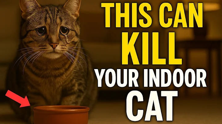 If You Have an Indoor Cat, Never Do This (Scientists Warn)