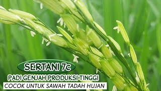 Padi Sertani 7c - Padi genjah produksi tinggi (35 Hst sudah keluar Malai)