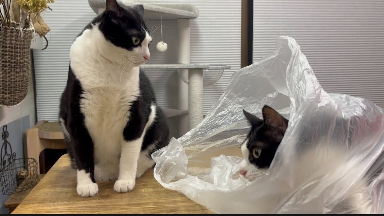 母がDIYを始めました