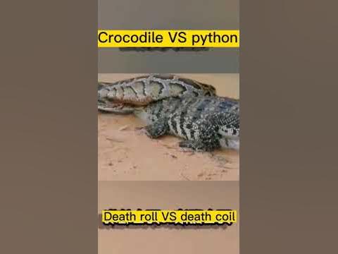 Crocodile vs Python. Who Wins? - YouTube