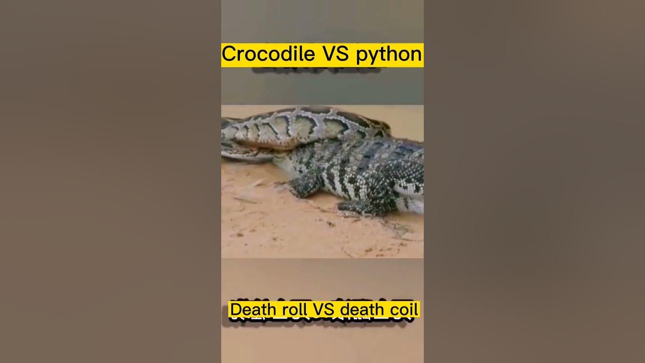 Crocodile vs Python. Who Wins? - YouTube