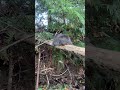 Bambam the bush cat 🐈