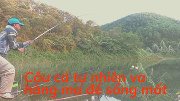 Câu cá tự nhiên / câu đài hồ thác bà , giật cá nhức nách  cá rưng và cá trôi / Đức Anh fishing