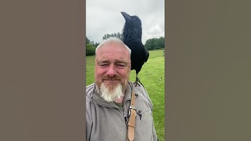 Grippe the talking raven