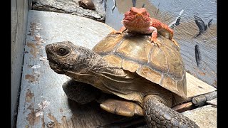 Join Kevin & Curtis and the fascinating critters of TortoiseLand—and have a few laughs along the way