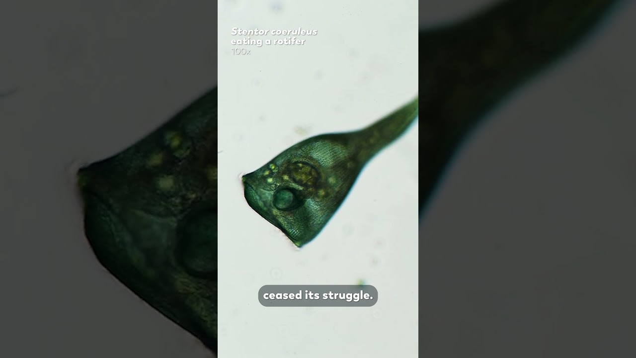 The Giant Single-Celled Cannibal