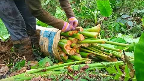 mus pub ntsev rau nyuj thiab txiav qos dej los pub npua